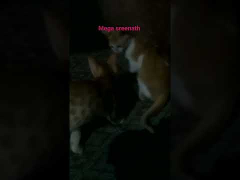 mega sreenath.     subscribe