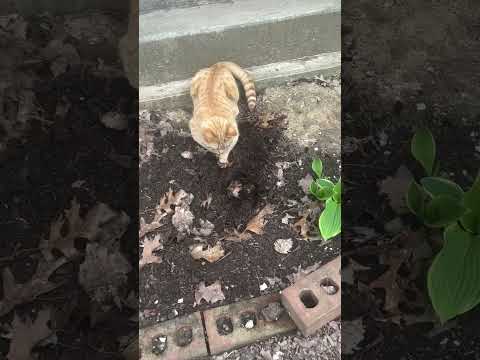 ТГ: layla_winx #гипнокоуч #гипнолог #гипнотерапия #гипнологонлайн #гипноз #транс #гипнозонлайн