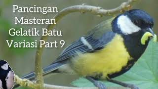 Download lagu Pancingan Gelatik Batu Bahan Ombyokan 100% Nyaut Ampuh mp3