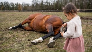 PARALYZED HORSE WAS SET TO BE PUT DOWN, UNTIL A 6-YEAR-OLD GIRL MADE AN AMAZING DISCOVERY...
