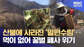 사라진 벌꿀·밀원숲‥ 복구엔 유인책 필수 (2026.04.17/뉴스데스크/안동MBC)