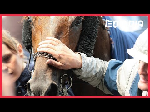 Histoire d'un cheval : Akim du Cap vert