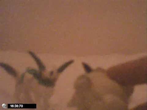 Pokemon adventures episode 12 part 2