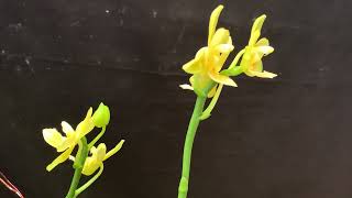 Phal. Yaphon Perfume yellow in vietnam 2025