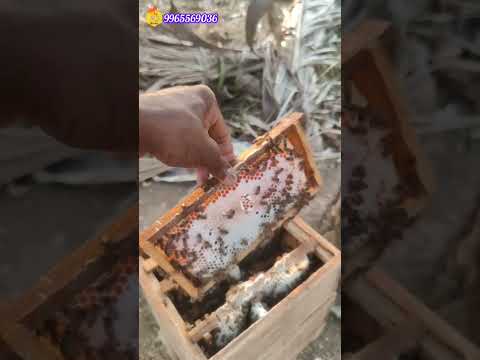 2 nd Harvesting Honey , Major Honey source is weeds Plant #aohoney