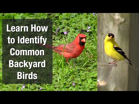 Learn How to Identify Common Backyard Birds
