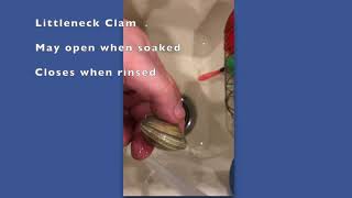 How to Tell if a Littleneck Clam is Alive or Dead