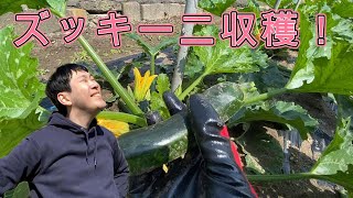 【畑仕事】今年初めてのズッキーニを収穫します！
