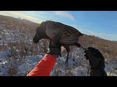 120725 Pheasant Hunt