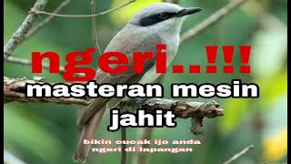 Download lagu jinjing petulak masteran mesin jahit mp3