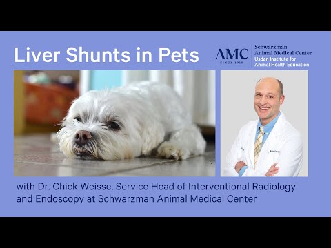 Liver Shunts in Dogs and Cats with Dr. Chick Weisse