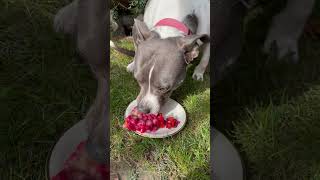 Masový dort zvířecí 900g