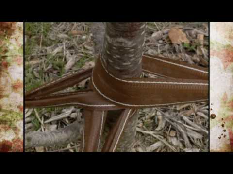 Tree Staking: Do's and Don'ts