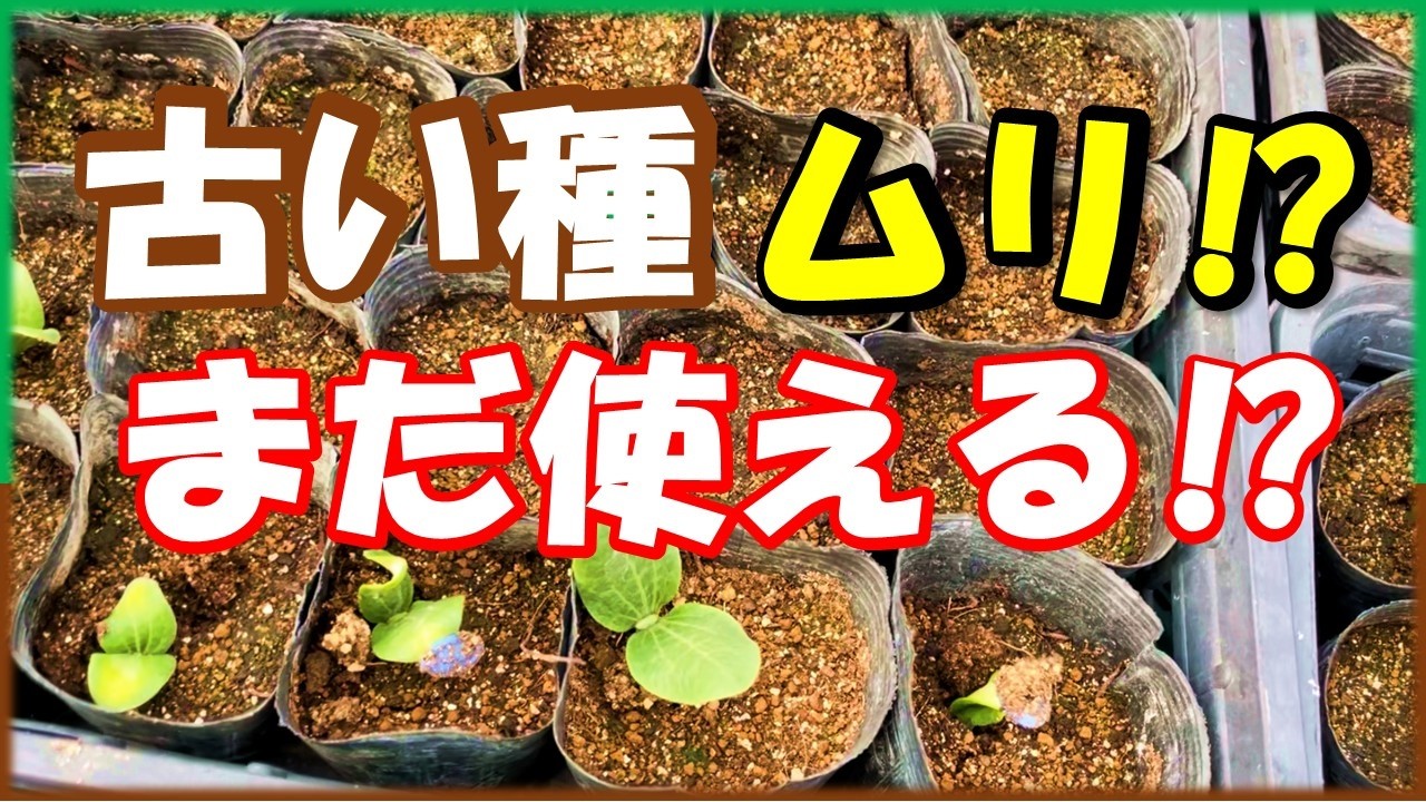 新しい種と古い種　発芽にどれくらい違いがある？