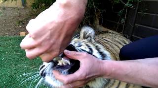 Pulling a tiger