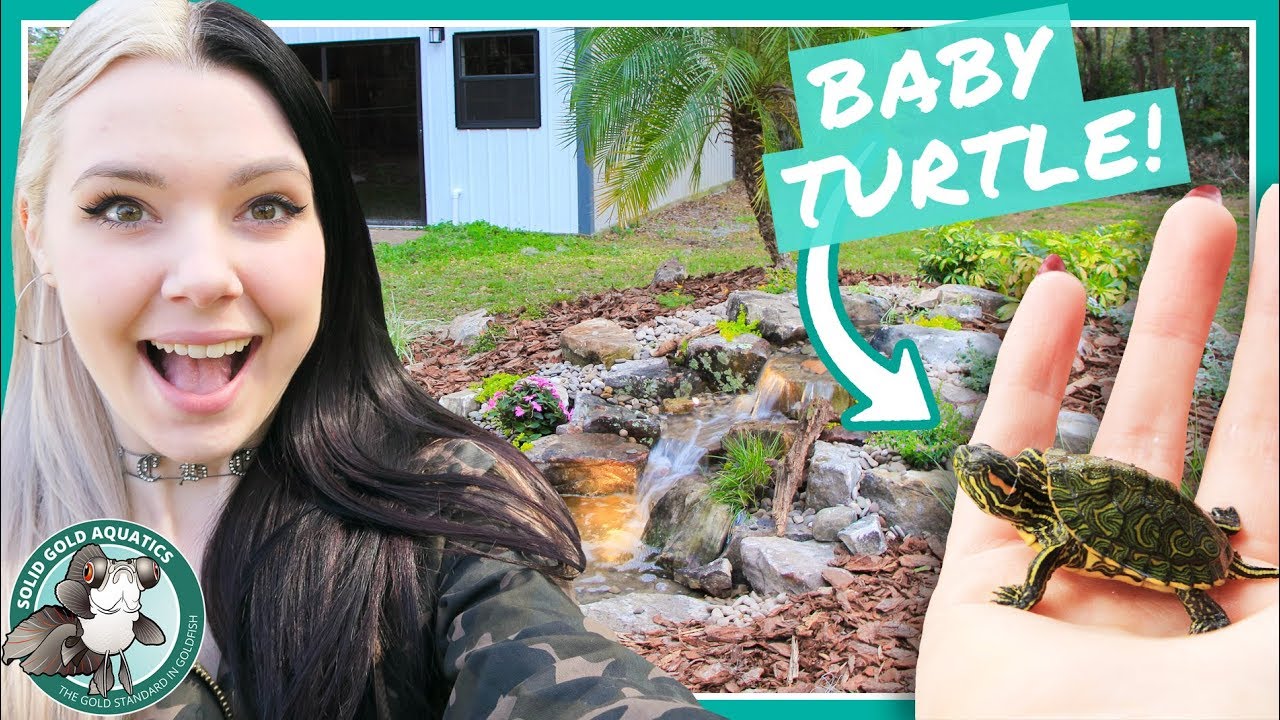 MY EPIC NEW FISH POND!