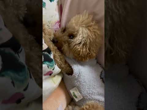 経営学科 トイプーソル1歳 #トイプードル #おパンツカット #toypoodle