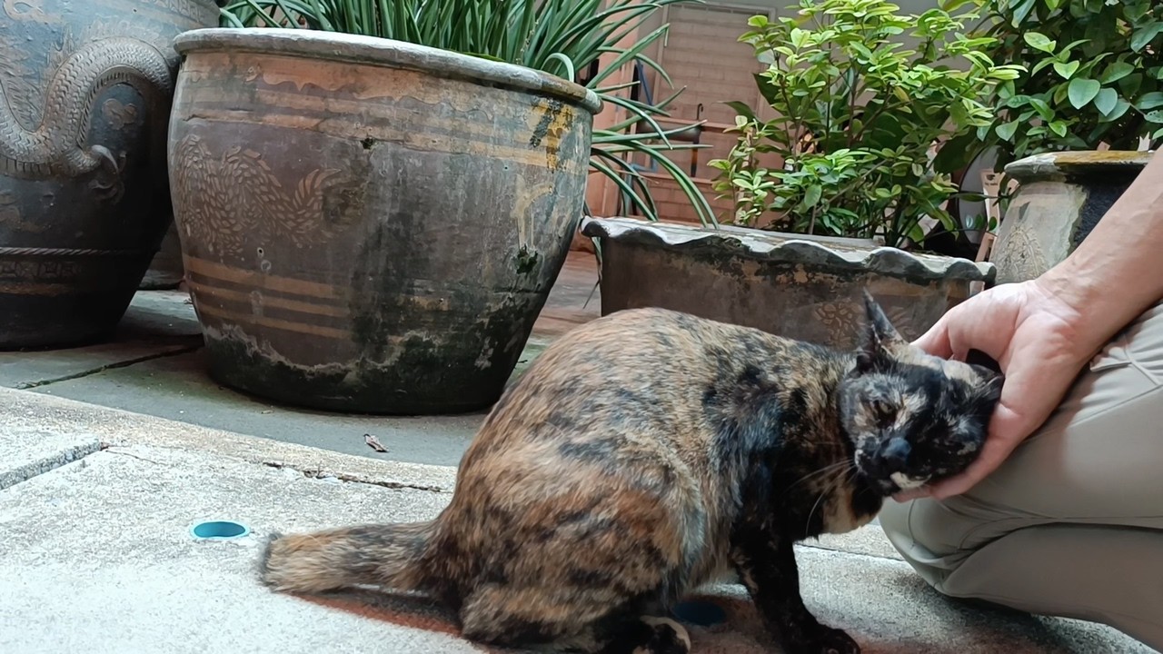 寝ていたサビはすぐに寄ってきた