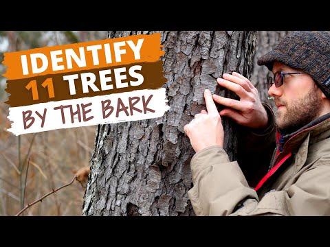 Identify 11 Trees By the Bark (Easy Tips)