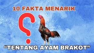 Download lagu Here are 10 Interesting Facts About Brakot Chicken mp3