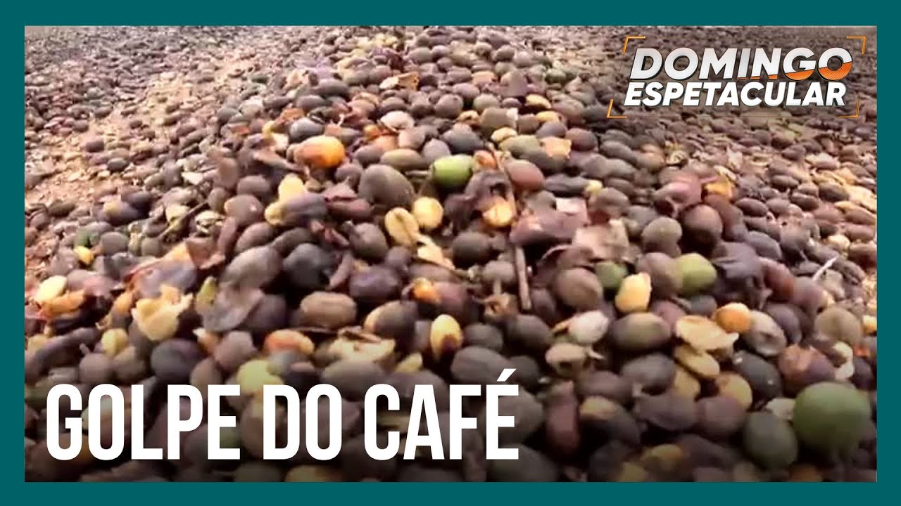 Produtores de café levam calote milionário após entregarem safra para empresa