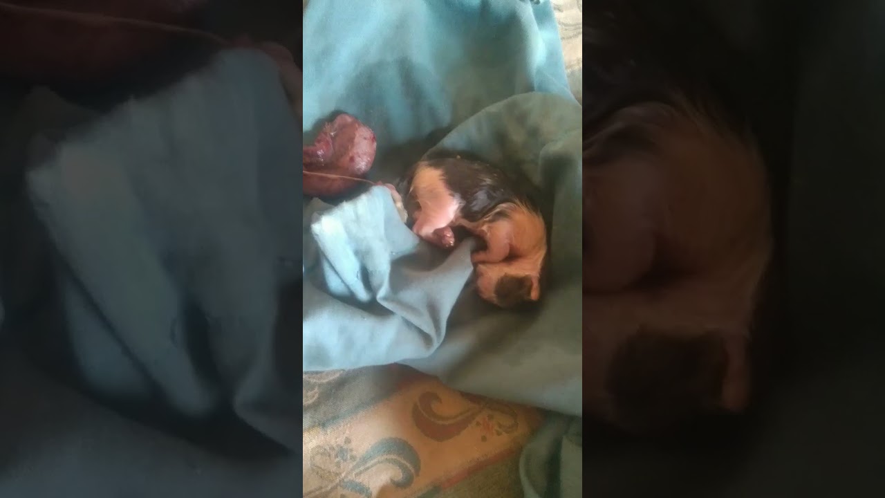 mashalla cat 🐈 baby 5