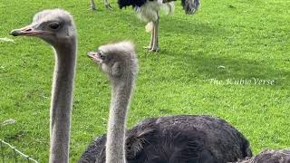 Johnsons of Old Hurst  video Huntingdonshire places to visit Johnsons of Old Hurst  video