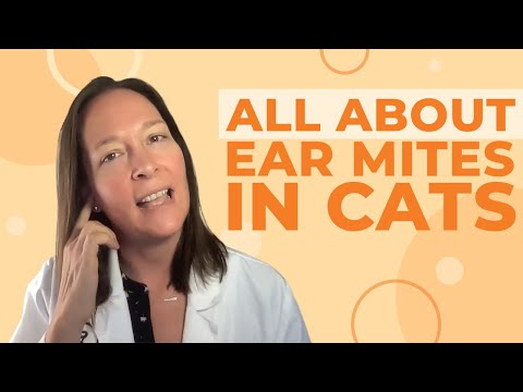 Ear Mites in Cats: Causes, Symptoms, & Treatment