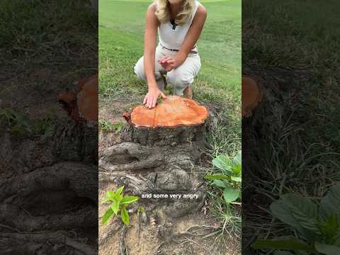 Cut down cherry tree stumps DC residents