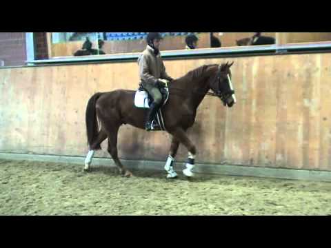 For Pleasure-Kobold I Wallach * 2005