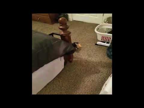 My Buddy My Pal by Donald Miclette