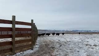 Eastern Shoshone Tribal Buffalo Herd welcomes 10 new buffalo home