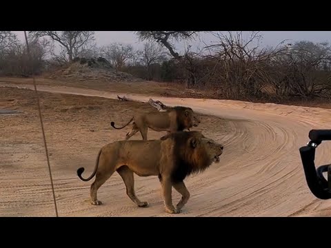Ndhzenga Male Lions vs Plains Camp Male Lions | Lion Warfare in Sabi Sands | 31 August 2025