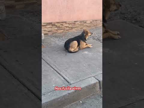 Tu tranquilo yo nervioso🐶♥️