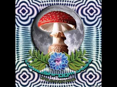 Virtuanoise - Briscoea