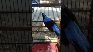 Download lagu cucak biru mp3 Download lagu cucak biru mp3