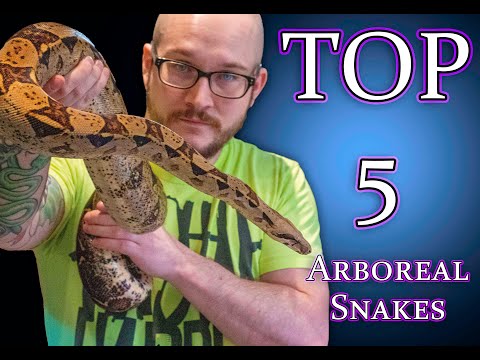 Top 5 BEST Arboreal and Semi Arboreal Pet Snakes