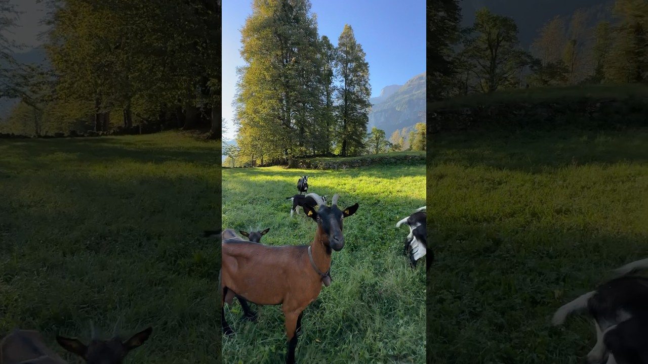 YouTube Short thumbnail