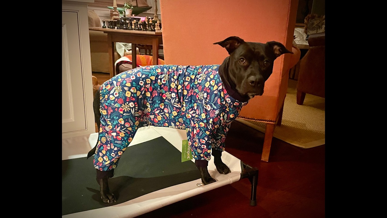 Enlarge Izzy (super sweet, kid & dog friendly), a ADOPTABLE mixed breed in Middlebury, CT video 6/6