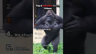 Download lagu Ranking Funniest Gorilla Videos That'll Break You ππ΅ mp3 Download lagu Ranking Funniest Gorilla Videos That'll Break You ππ΅ mp3