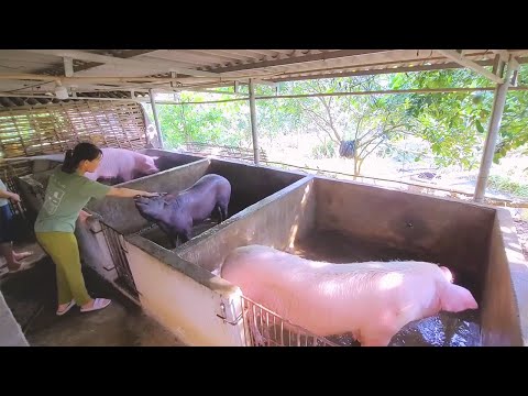 Explore Country Life: Fertilizing Grapefruit and Using Banana Trees as pig feed. Episode 25