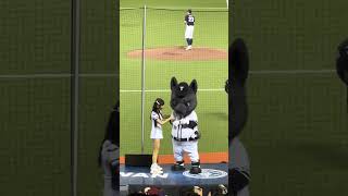 【Team Taiwan】#芮絲 台湾VSチェコ交流試合(台灣捷克國際交流賽)@台北大巨蛋 20241102 #台湾チア #cheerdance #cheerleading  #teamtaiwan