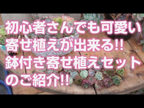 ウチワサボテンの選択花と屋外の多肉植物選択 2022