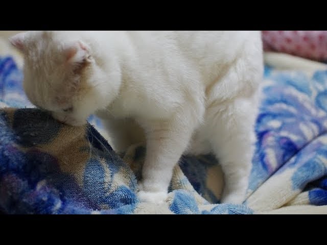 オス猫がふみふみする3つの理由 去勢前と後で意味が変わる ｒｅｏｂｌｏｇ