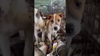 Video preview image #1 Labrador Retriever-Unknown Mix Puppy For Sale in Virginia Beach, VA, USA