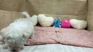 マルチーズの動画01