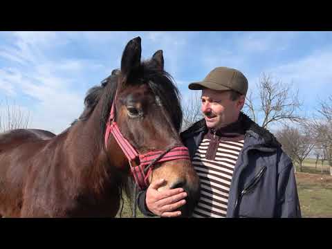 Iapa lui Adi de la Potau, Satu Mare 2020 Nou!!!