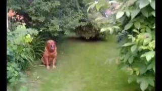 preview picture of video 'ALF in garden'