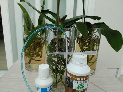 , title : '호접란 수경재배 비료 주는 방법과 효율적 물빼는방법.How to give Phalaenopsis water culture manure and draing efficiently'