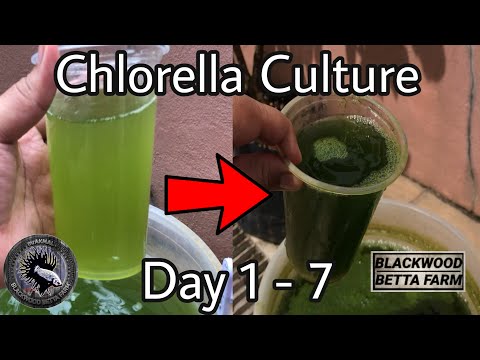 7days of Chlorella Culture #betta#cupang#chlorella#greenwater
